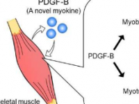 科学家发现分泌的蛋白质有助于修复和生长肌肉