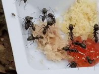 研究发现蚂蚁在温度升高时不会改变行为