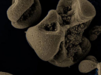 科学家偶然发现了第一个已知的以锰为燃料的细菌