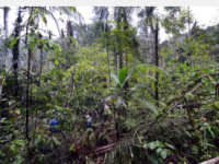 气候变化可能会连根拔起更多的亚马逊树木
