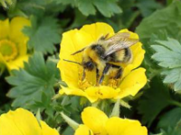研究发现花卉图案使大黄蜂更有效率