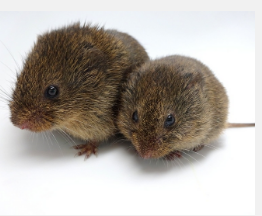 没有催产素受体的草原田鼠可以与配偶和后代建立联系