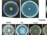 红藻衍生的金属多糖上长而密的尖峰显示出抗微生物应用的前景