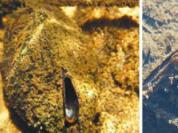 澳大利亚西南部发现新的淡水贻贝