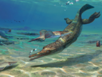 在英国侏罗纪海岸发现了新的古代海鳄