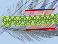 新型半导体硼烯为最轻的高性能晶体管铺平了道路