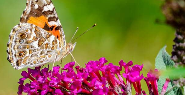 研究发现保护区未能保护全球75%以上的昆虫物种
