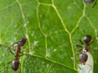 减少它们的自然信号偷偷摸摸的细菌如何躲避蚂蚁