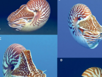 海洋生物学家确定三种新的鹦鹉螺物种