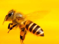 新的杀虫剂对目标物种仍然有效同时降低蜜蜂毒性