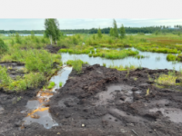 斯坦福大学领导的研究发现尽管许多地区的损失很高但全球湿地损失被高估了