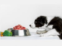 非加工肉类为基础的早期饮食可降低以后生活中狗消化问题的风险