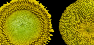 生物钟控制向日葵开花优化传粉者的花朵