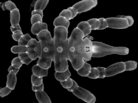 研究表明海蜘蛛可以再生全身部位