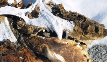 象海豹遗迹表明南极海域在全新世中晚期变暖