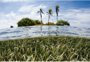 热带海草草甸是可以保护珊瑚礁岛免受海平面上升影响的沙厂