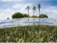热带海草草甸是可以保护珊瑚礁岛免受海平面上升影响的沙厂