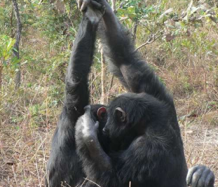 黑猩猩的梳理握手被发现在文化上传播