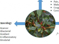 研究人员更新了花椒属植物的民族植物学用途植物化学和药理学