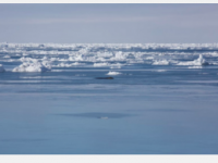 随着北极海冰的减少弓头鲸正在调整它们的迁徙模式