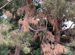 在南加州的树木中发现导致松树幽灵溃疡的真菌