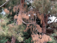 在南加州的树木中发现导致松树幽灵溃疡的真菌