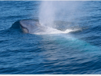 研究表明蓝鲸的觅食和繁殖与环境条件有关
