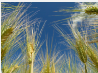 IPK研究人员提供了对大麦粒数决定机制的见解