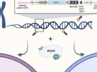 新研究探索CRISPR激活规则