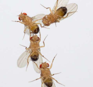 研究表明空气污染会影响果蝇的成功交配