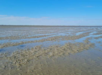 活性氧显示影响潮汐沙中的碳循环