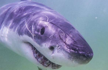 研究人员在科德角水域记录了另外55条白鲨