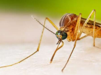 人类通过使蚊子精子失活来反击