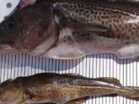 渔民如何从鳕鱼的逆向进化中获益