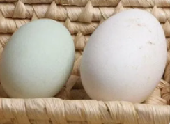 鹅蛋的功效与作用鹅蛋怎么吃最营养