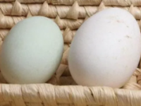 鹅蛋的功效与作用鹅蛋怎么吃最营养