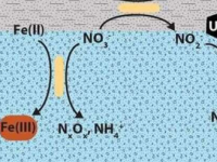 研究证实硝酸盐可以将铀释放到地下水中