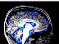 大脑中的流体流动可以通过感官刺激来控制