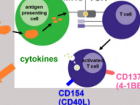 研究发现调节性T细胞群来自两个不同的起源