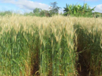 基因组监测确定了全球新出现的小麦病害真菌菌株