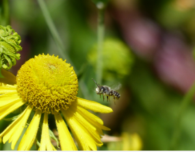 俄勒冈州立大学研究表明蜜蜂蜂拥而至但随着森林冠层的重新生长数量下降
