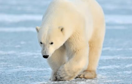 北极熊的漏斗式毛皮是新型超保暖纺织品的关键