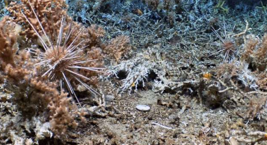 科学家在加拉帕戈斯海洋保护区发现原始深海珊瑚礁