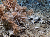 科学家在加拉帕戈斯海洋保护区发现原始深海珊瑚礁