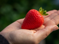 加州大学戴维斯分校发布了5种抗致命真菌病害的草莓品种