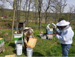有机养蜂在蜜蜂健康和生产力方面可与传统方法相媲美