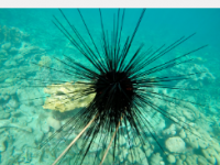 科学家发现加勒比地区海胆死亡的原因一种原生动物寄生虫
