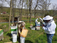 有机养蜂在蜜蜂健康和生产力方面可与传统方法相媲美