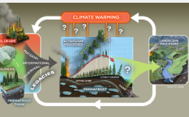 气候变暖如何改变森林的记忆和未来