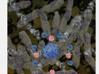 对多种细菌具有近乎普遍的T细胞免疫力